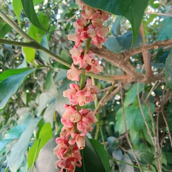 Guarea macrophylla Çiçek