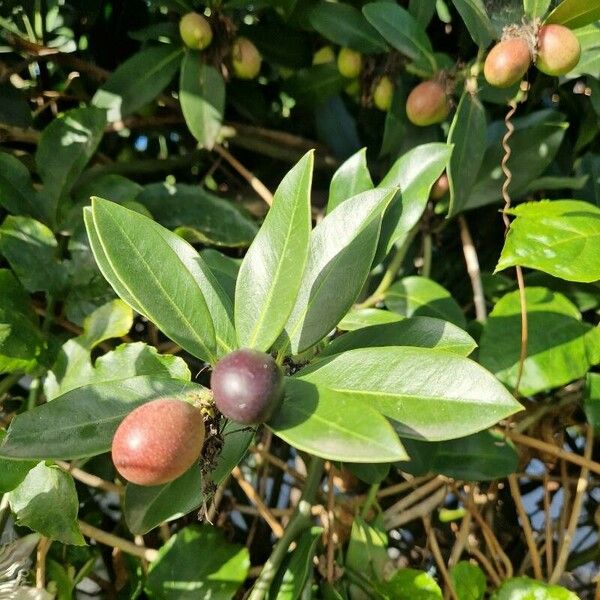 Acokanthera oblongifolia Цвят