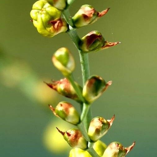 Osyris alba Flower