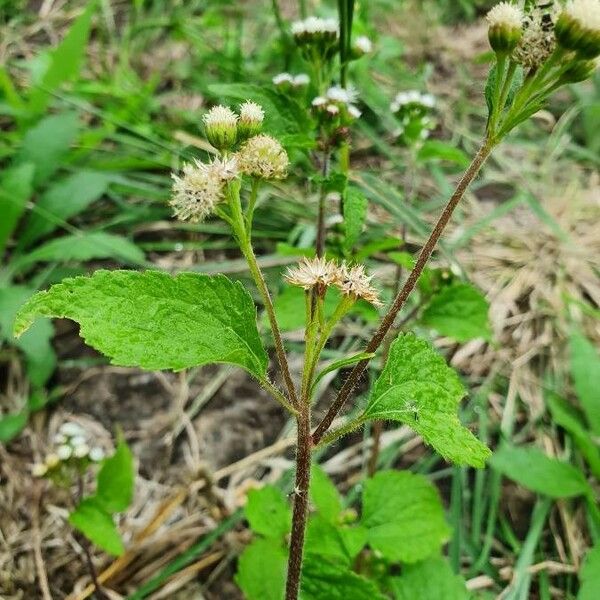 Ageratum conyzoides Лист