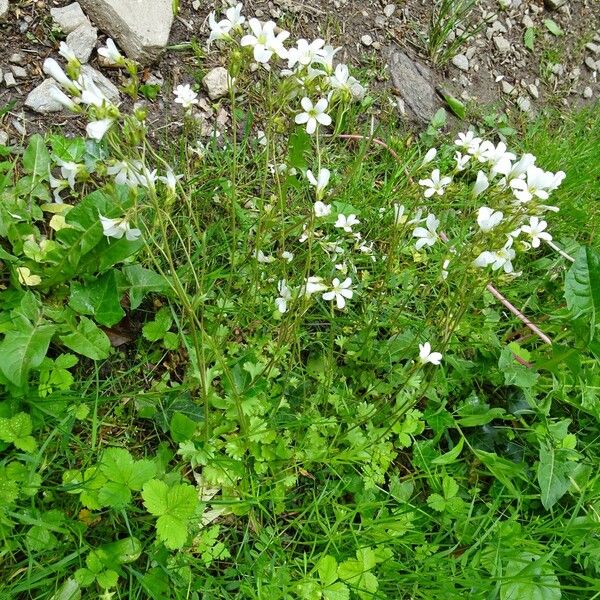 Saxifraga granulata Plante entière