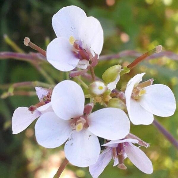 Diplotaxis erucoides Flower