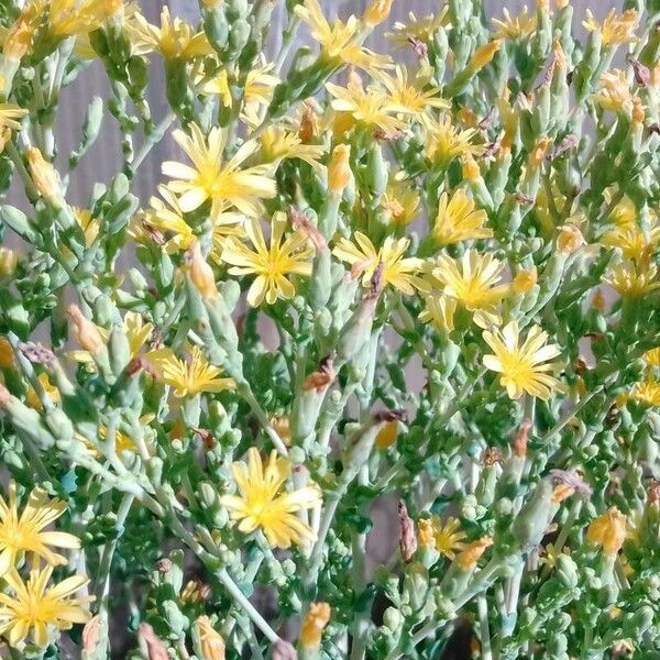 Lactuca sativa Flower