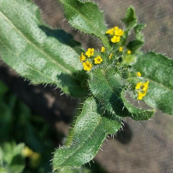 Amsinckia menziesii Flower