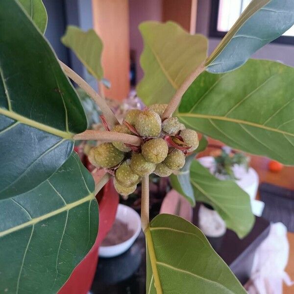 Ficus lutea Folha