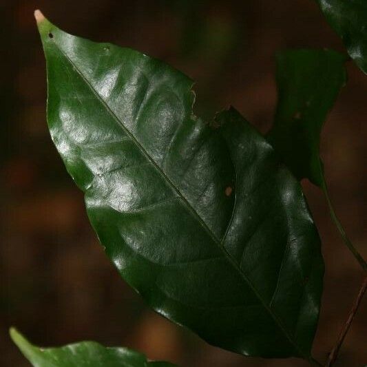 Eugenia patrisii Leaf