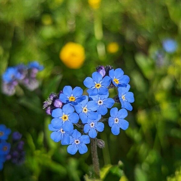 Myosotis alpestris Květ