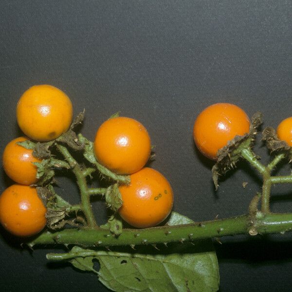 Solanum leucopogon Плод