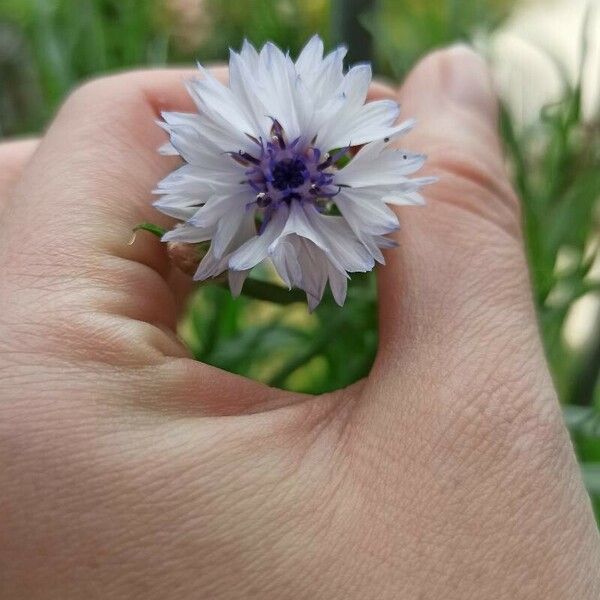 Centaurea cyanus Blomma