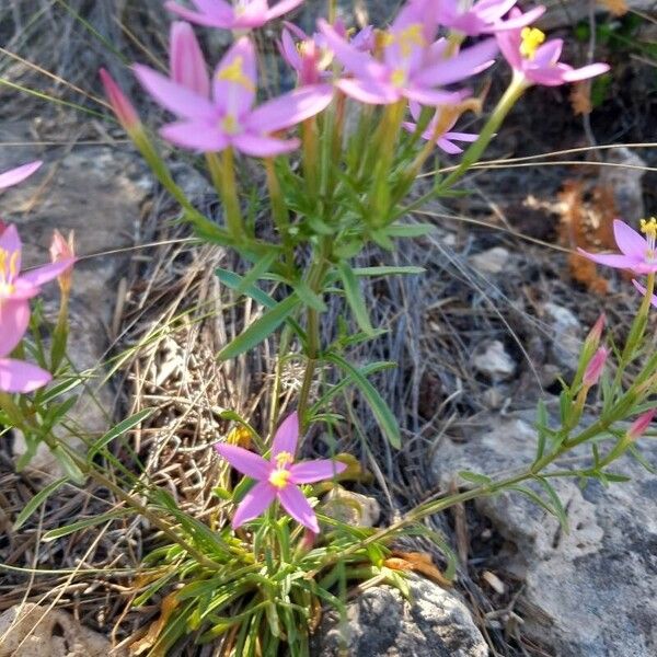 Centaurium quadrifolium Feuille