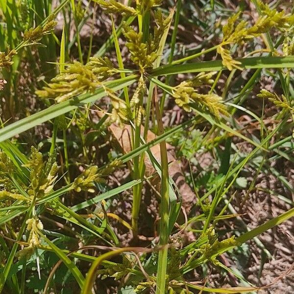 Cyperus iria Çiçek