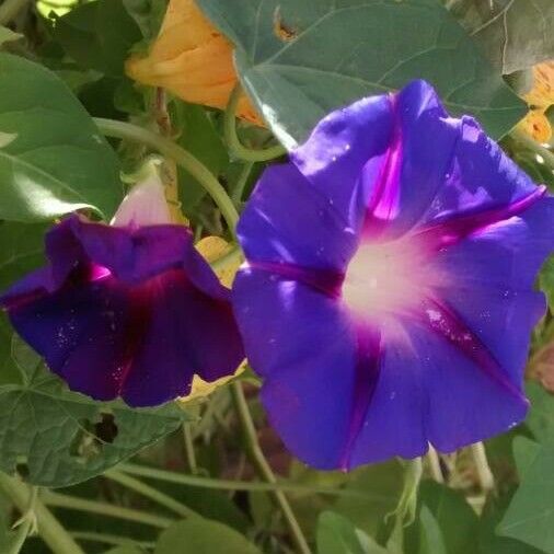 Ipomoea purpurea Flor