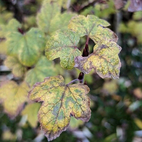 Ribes sanguineum Ліст