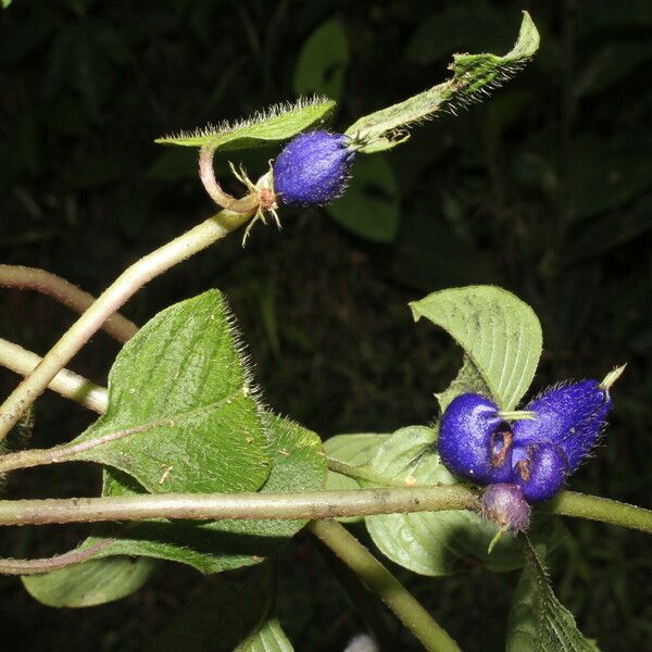 Coccocypselum herbaceum Flor