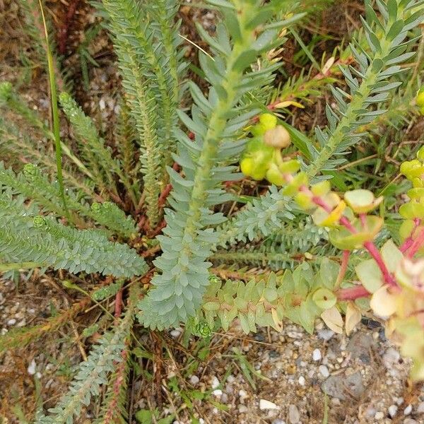 Euphorbia paralias Leaf