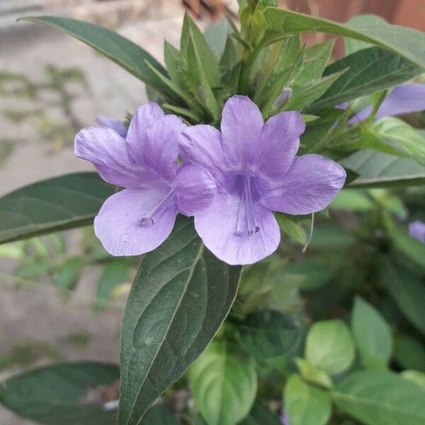 Barleria cristata Flower