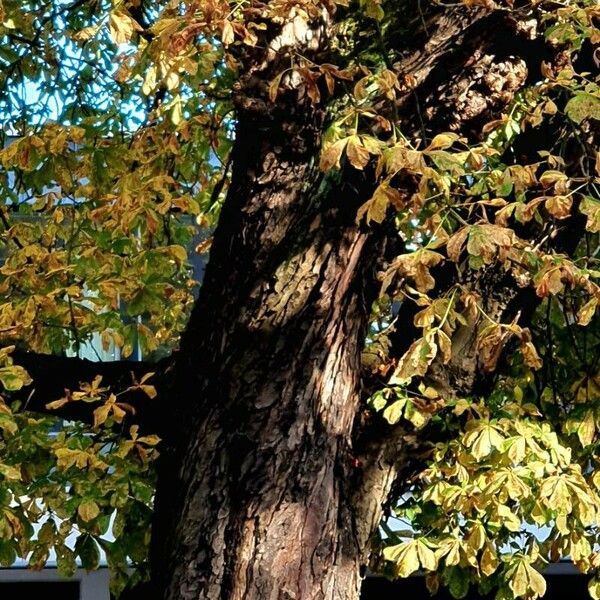 Aesculus hippocastanum Kůra