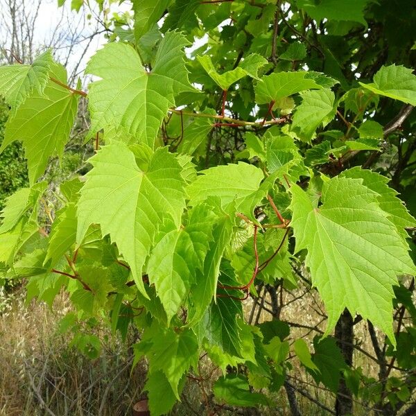 Vitis riparia पत्ता