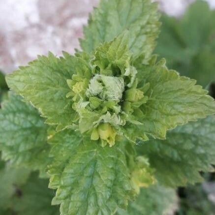 Scrophularia vernalis Çiçek