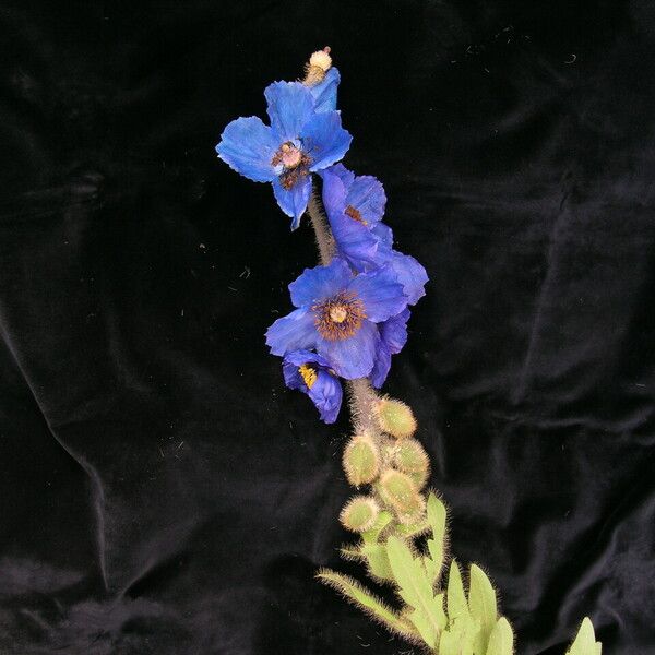 Meconopsis simikotensis عادت داشتن