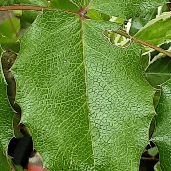 Mahonia aquifolium Feuille