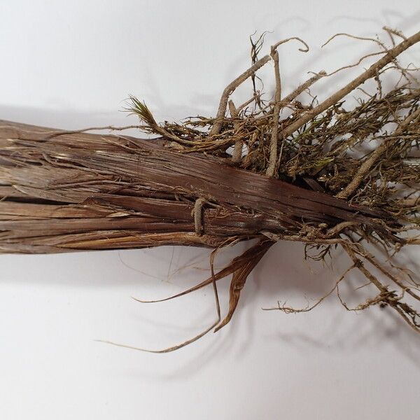 Carex esenbeckii Bark