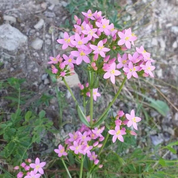 Centaurium erythraea Flor