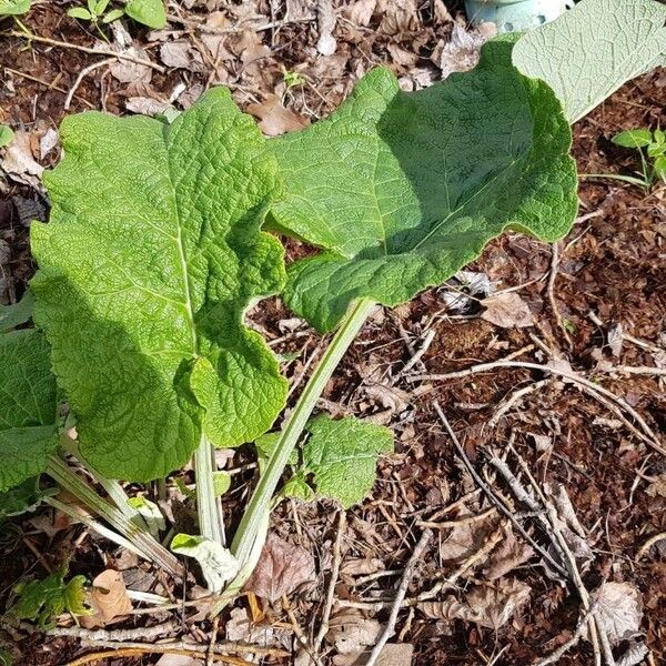 Arctium nemorosum 葉