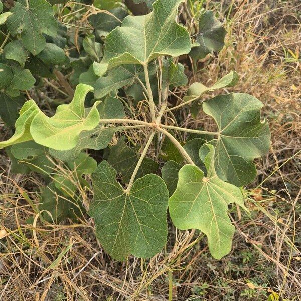 Thespesia garckeana Folha