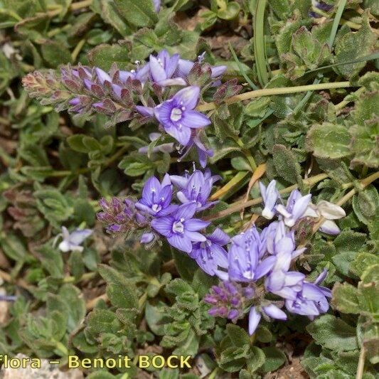 Veronica rosea