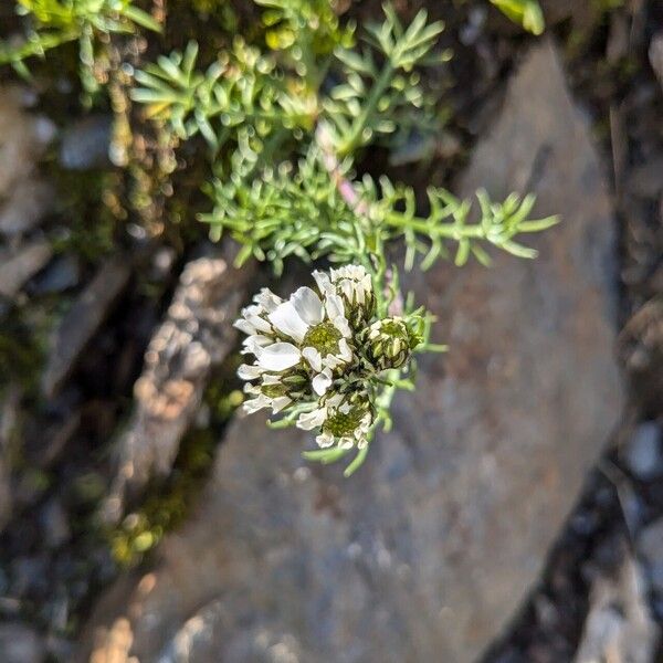 Achillea atrata Floare