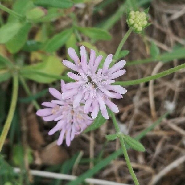 Knautia integrifolia Kvet