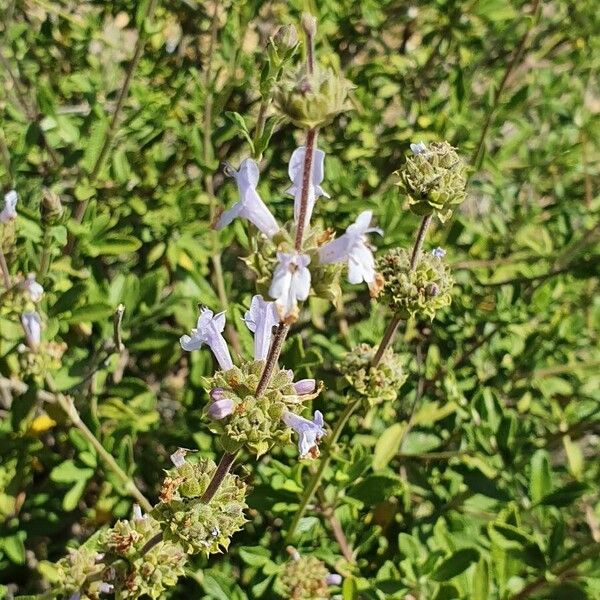 Salvia mellifera ফুল