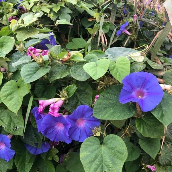 Ipomoea purpurea 花