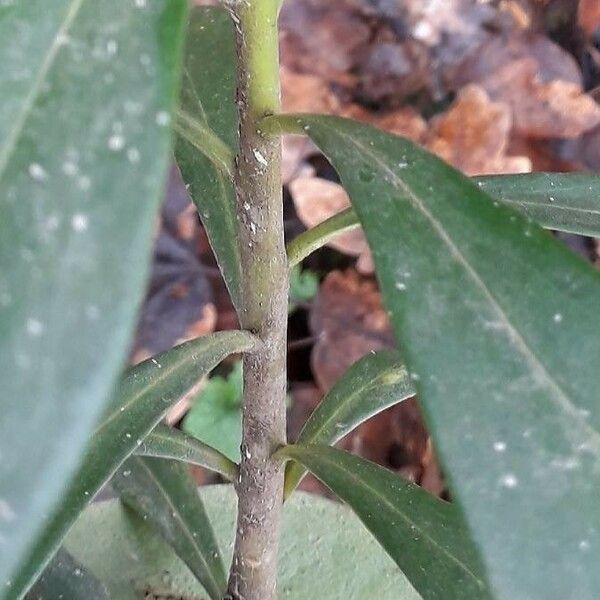 Daphne laureola Coajă