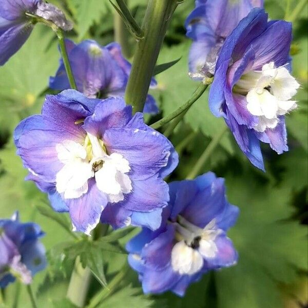 Delphinium elatum Fiore