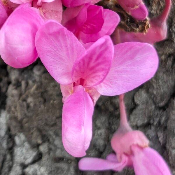 Cercis siliquastrum Fiore