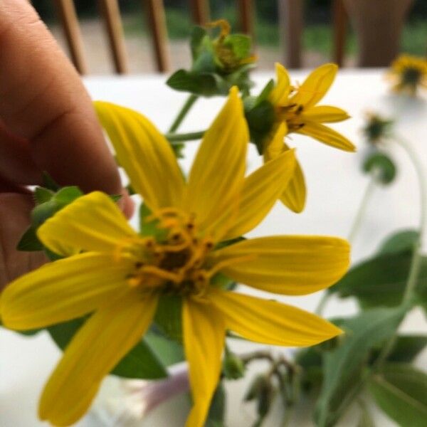 Silphium asteriscus Flower