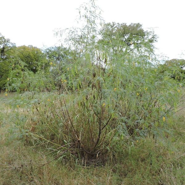 Sesbania drummondii Plante entière