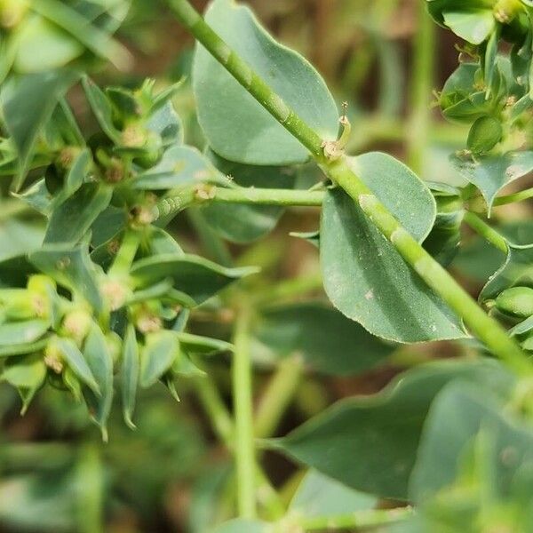 Euphorbia falcata List