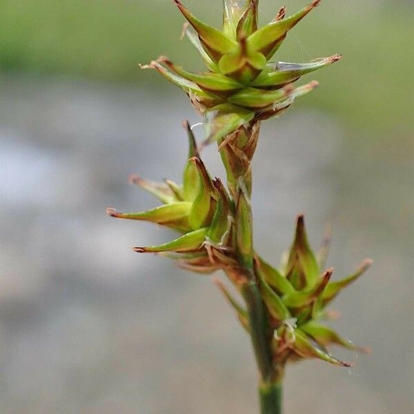 Carex echinata ഫലം