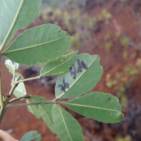 Pancheria reticulata Deilen