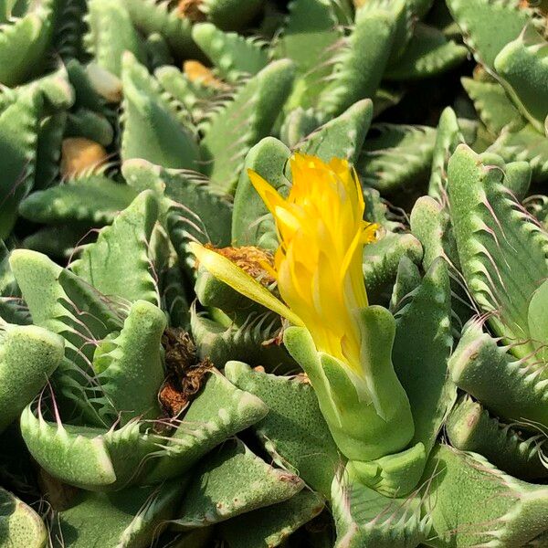 Faucaria tigrina Habitus