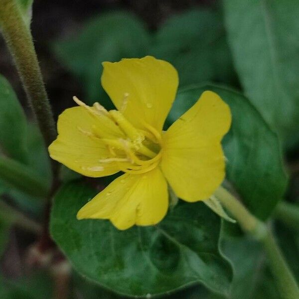 Oenothera parviflora 花