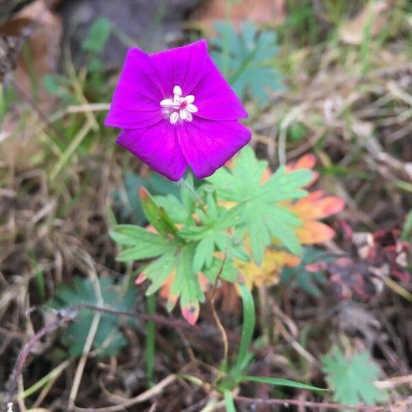 Geranium sanguineum Flower