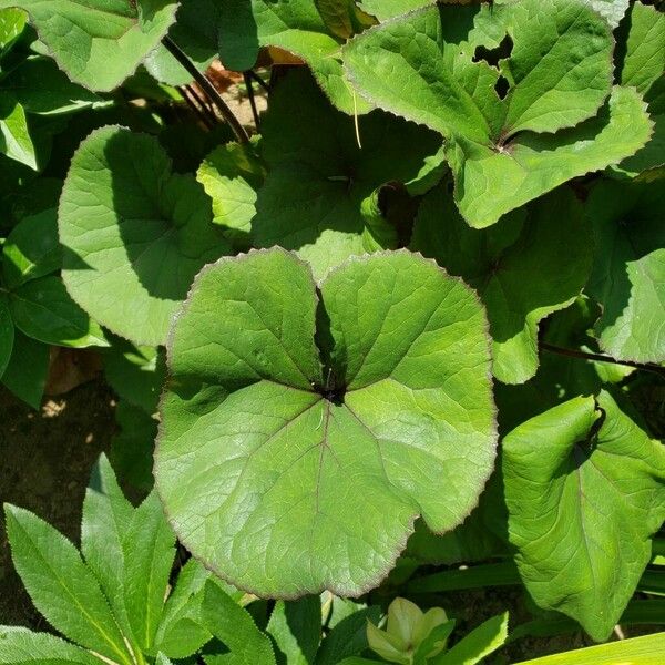 Ligularia dentata Lapas