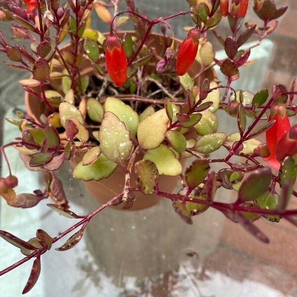 Kalanchoe manginii फूल