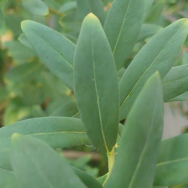 Polygala myrtifolia Leht