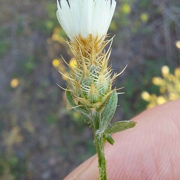 Centaurea diffusa Blodyn