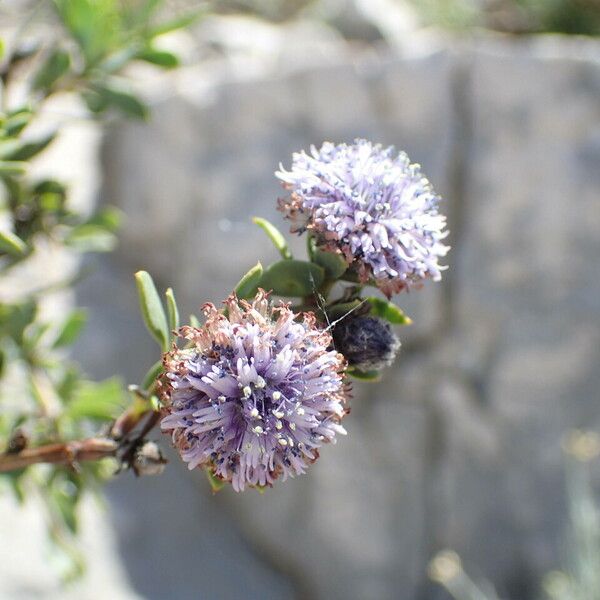 Globularia alypum Blüte